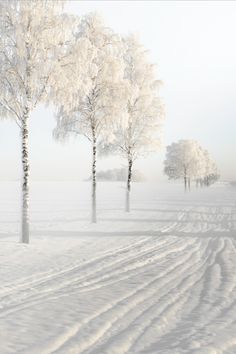 a snowy landscape with trees and tracks in the snow that says good morning wednesday on it