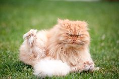 a fluffy orange cat laying on top of a green grass covered field with it's paws in the air