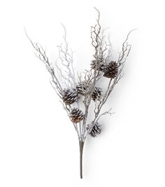 three branches with pine cones on them against a white background