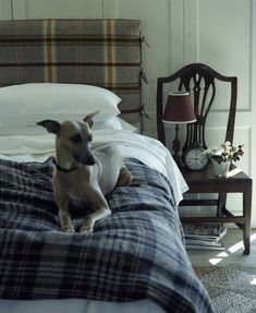 a small dog sitting on top of a bed