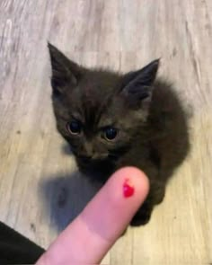 a small kitten sitting on top of a wooden floor next to a person's finger