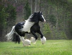 a black and white horse is running in the grass