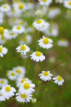 many white and yellow flowers in the grass