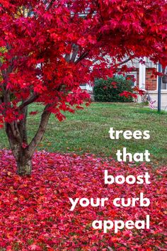 a tree with red leaves on the ground in front of it and a sign that says trees that boost your curb appeal