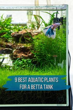 Betta fish in planted fish tank Ground Plants, Planted Betta Tank, Fish Tank Terrarium, Fish Tank Design, Betta Aquarium, Betta Fish Care, Fresh Water Fish Tank, Live Aquarium Plants