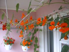 orange flowers are hanging from the ceiling in front of a pink wall and windowsill