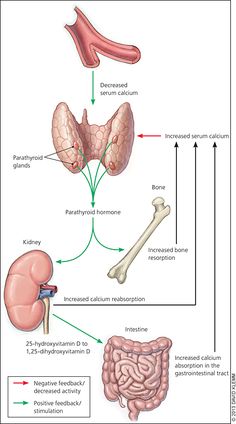 the anatomy of the human body and its major organs, including the liver, stomach, thor