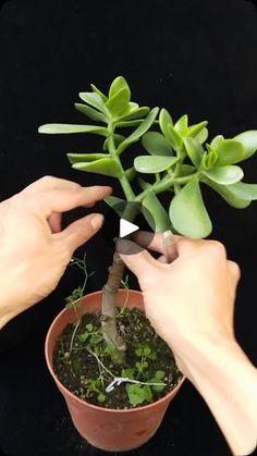 two hands are holding a small potted plant