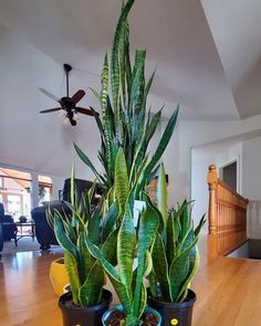 two potted plants sitting on top of a wooden table in front of a fan