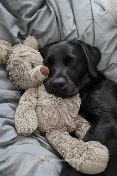 a black dog laying on top of a bed with a teddy bear