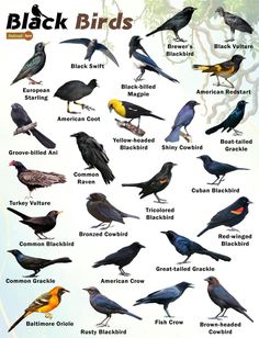 the different types of black birds are shown in this poster, which shows them all different colors