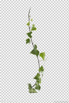 a vine with green leaves hanging from it's stems, against a white background