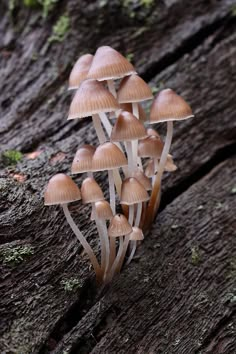 small mushrooms growing out of the bark of a tree