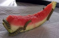 the caterpillars are attached to the watermelon slice that is laying on the bed