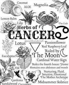 Astrology Notes, Herbs Benefits, Urban Witch, Magic Food, Herbal Witch, Pagan Holidays, Herbal Health