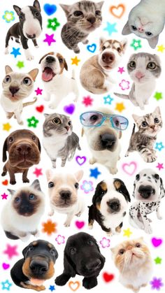 many different dogs and cats with glasses on