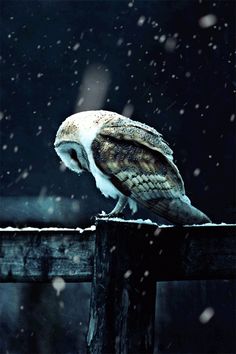 an owl sitting on top of a wooden fence in the snow with it's eyes closed