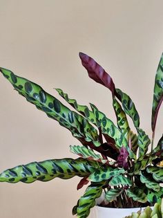 a potted plant with green and purple leaves