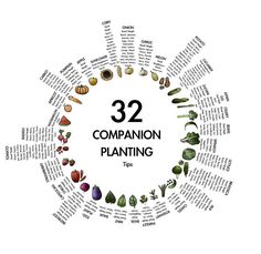 the 32 companion planting circle is shown in black and white, with words describing it