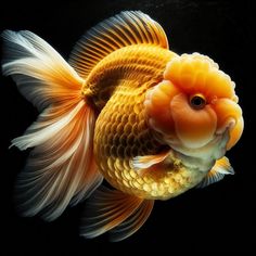 an orange and white fish swimming in the water