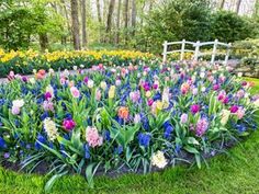 many different colored flowers in the grass