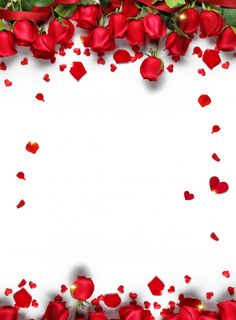 red roses and petals on a white background