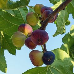 the fruit is still on the tree and ready to be picked from it's branches