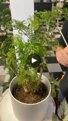 a potted plant is being held up by a person holding a pair of scissors