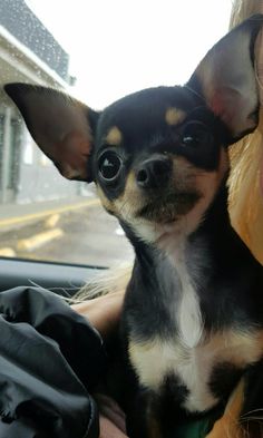 a small dog sitting in the passenger seat of a car, being held by a woman