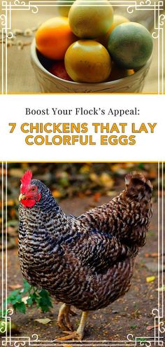 chickens that lay colorful eggs on the ground with text overlay reading, best your flock's appeal 7 chickens that lay colorful eggs