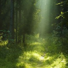 the sun shines through the trees on a path that is surrounded by tall grass