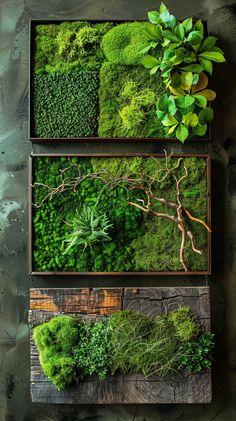 an assortment of different types of moss in wooden trays with plants and leaves on them