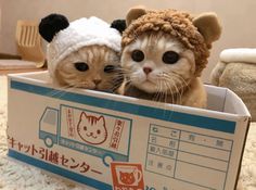 two cats in a box with hats on