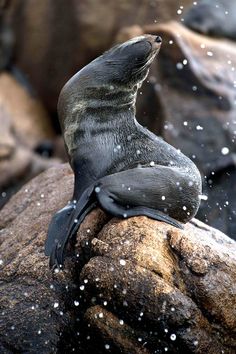 a seal sitting on top of a rock next to water