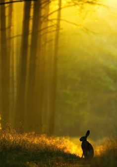 the silhouette of a rabbit is shown in front of an image of trees and grass