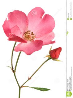 two pink flowers with green stems on a white background and one red flower in the foreground