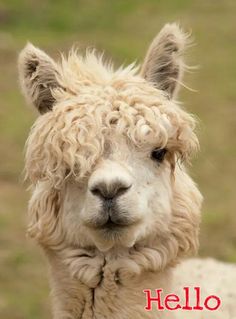 an alpaca looking at the camera with curly hair