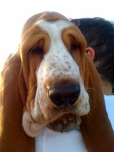 a close up of a dog's face with its head resting on a mans shoulder