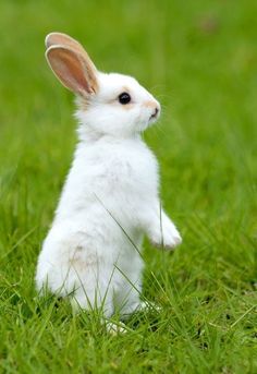 a small white rabbit standing on its hind legs in the grass with it's front paws up