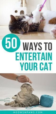 two cats playing with each other and the words 50 ways to entertain your cat on it