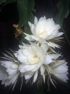 three white flowers are blooming in the dark night time, with leaves surrounding them