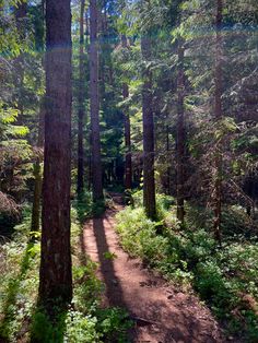 a trail in the woods with lots of trees