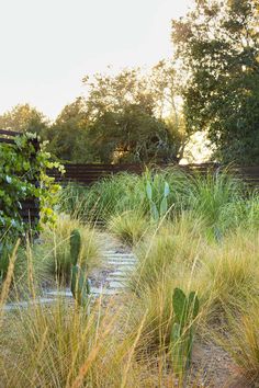 tall grass and plants in a garden area