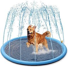 a brown dog running through a water fountain