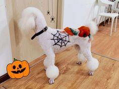 a white poodle wearing a halloween costume