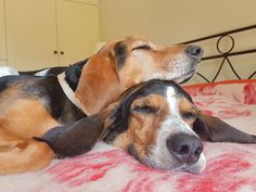 two dogs are sleeping on a bed with their heads resting on each other's backs