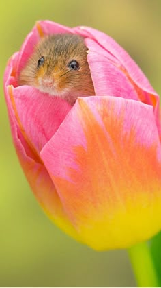 a small rodent peeks out of the center of a pink and yellow tulip