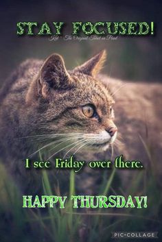 a cat sitting in the grass with its eyes closed, saying stay focused i see friday over there happy thursday