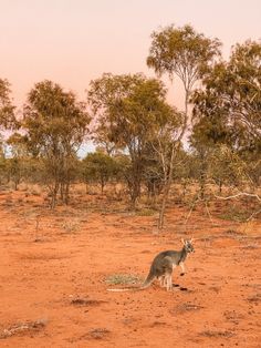 a kangaroo standing in the middle of a dirt field next to some trees and bushes