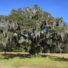 a large tree with lots of moss hanging from it's branches in a field